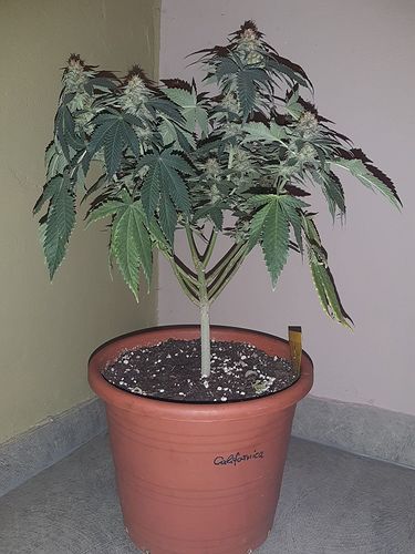 Growreport Bild 1