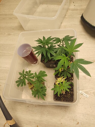 Growreport Bild 1
