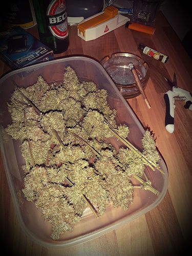 Growreport Bild 7