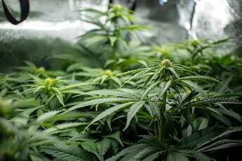 Growreport Bild 3