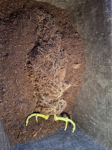 Growreport Bild 42