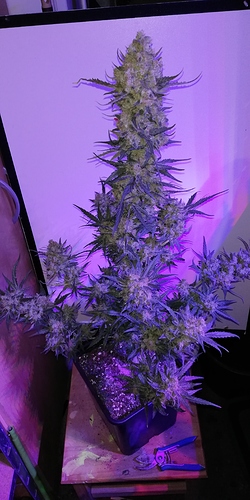 Growreport Bild 1