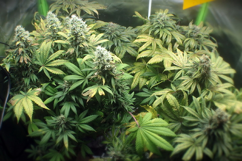 Growreport Bild 9