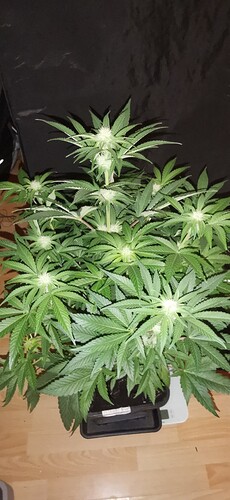 Growreport Bild 28
