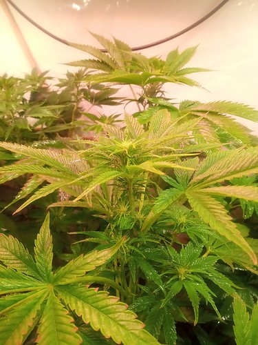 Growreport Bild 38