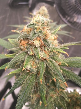 Growreport Bild 15