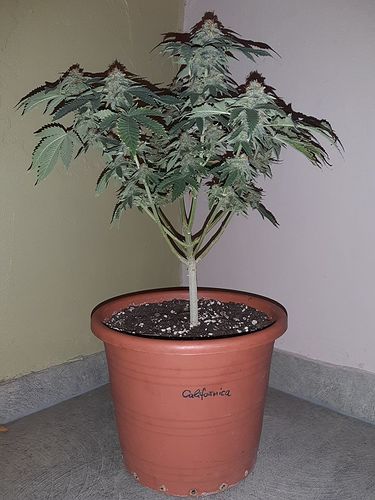 Growreport Bild 1