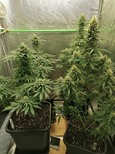 Growreport Bild 6