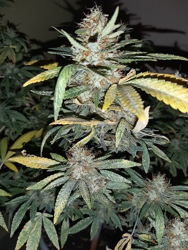 Growreport Bild 6