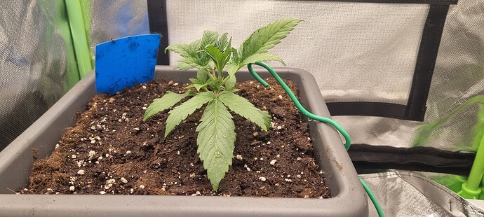 Growreport Bild 6