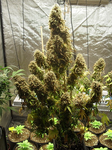 Growreport Bild 6