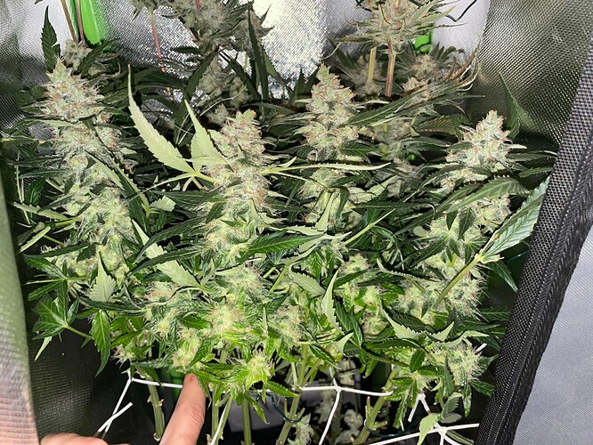 Growreport Bild 6