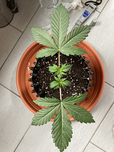 Growreport Bild 2