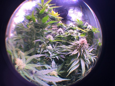 Growreport Bild 3