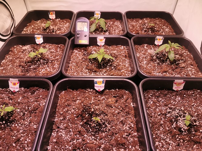Growreport Bild 4