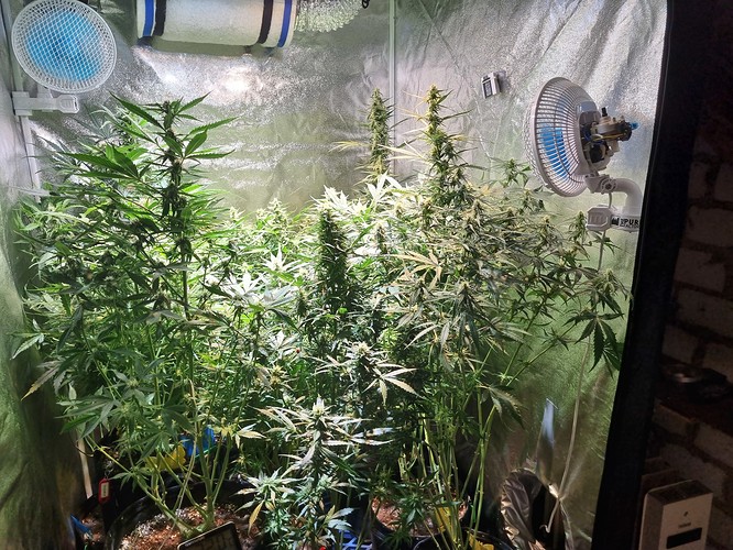 Growreport Bild 19