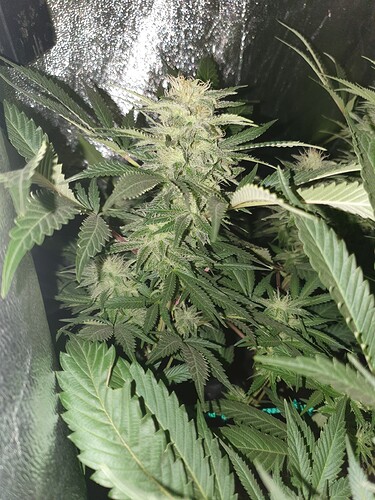Growreport Bild 8