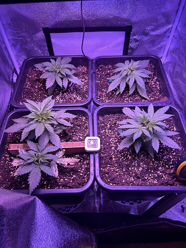 Growreport Bild 1