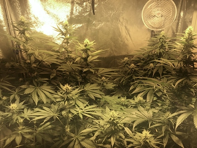 Growreport Bild 6
