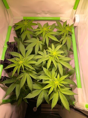Growreport Bild 7