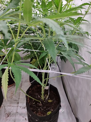 Growreport Bild 83
