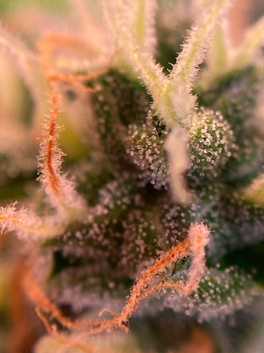Growreport Bild 22
