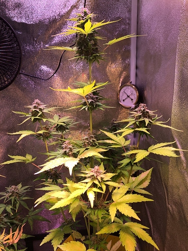 Growreport Bild 6