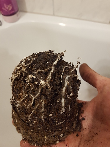 Growreport Bild 5