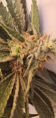 Growreport Bild 3