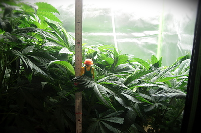Growreport Bild 3