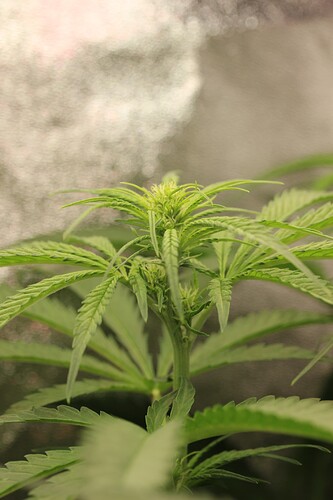 Growreport Bild 7