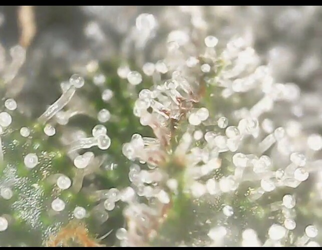 Screenshot_20220906-201411_Gallery