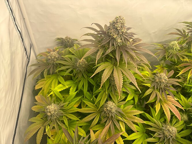 Growreport Bild 4