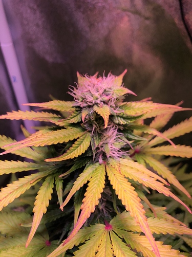 Growreport Bild 6