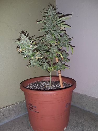 Growreport Bild 4