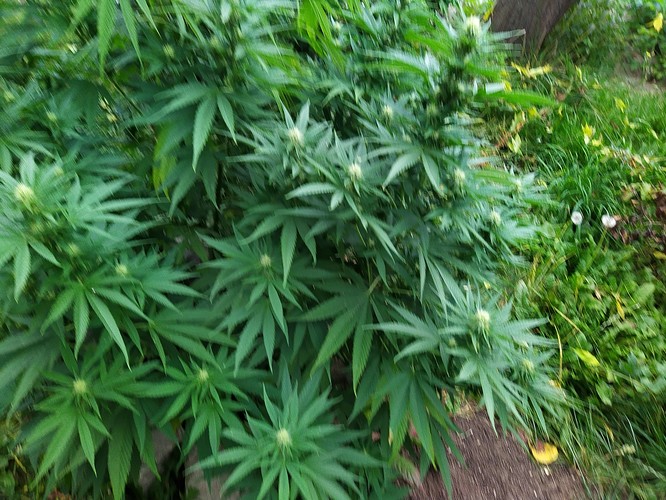 Growreport Bild 8