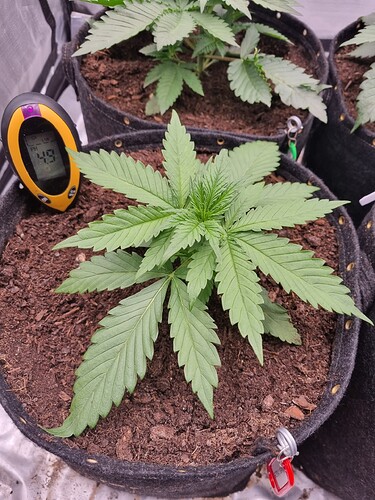 Growreport Bild 26