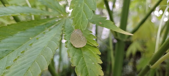 Growreport Bild 15