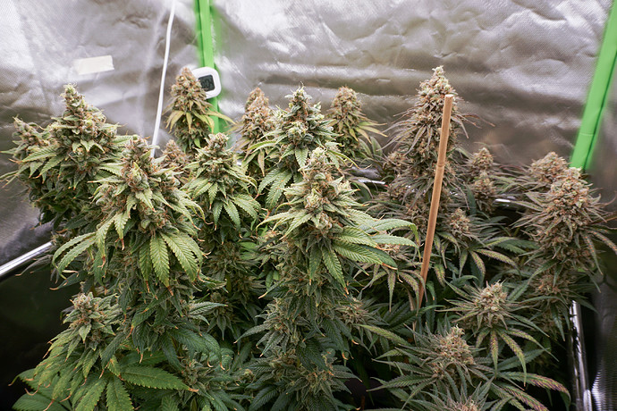 Growreport Bild 4