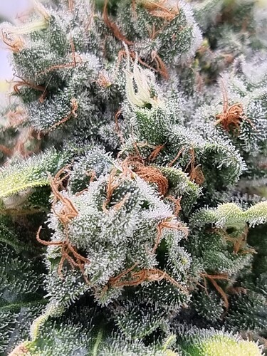 Growreport Bild 1