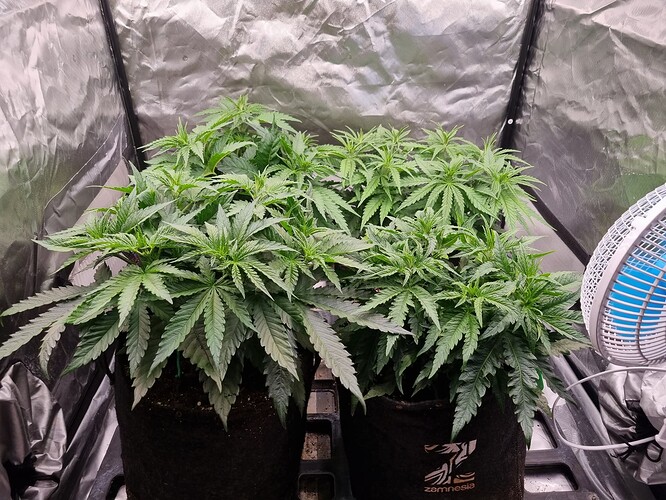 Growreport Bild 47