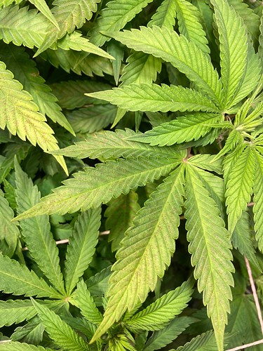 Growreport Bild 6