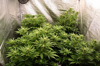 Growreport Bild 1