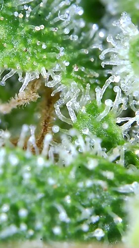 Growreport Bild 57