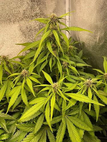 Growreport Bild 9
