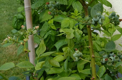 Heidelbeeren