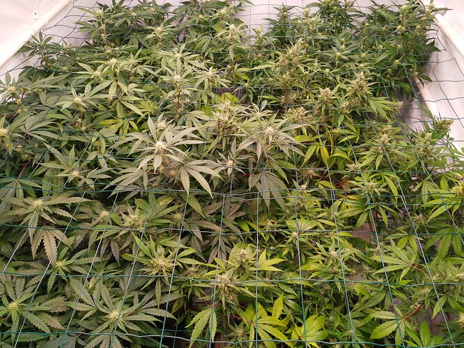 Growreport Bild 9
