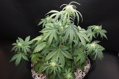 Growreport Bild 7