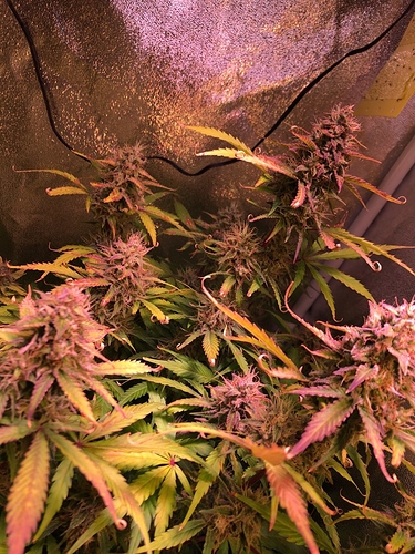 Growreport Bild 3