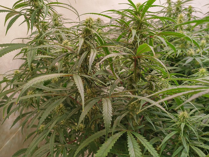 Growreport Bild 5